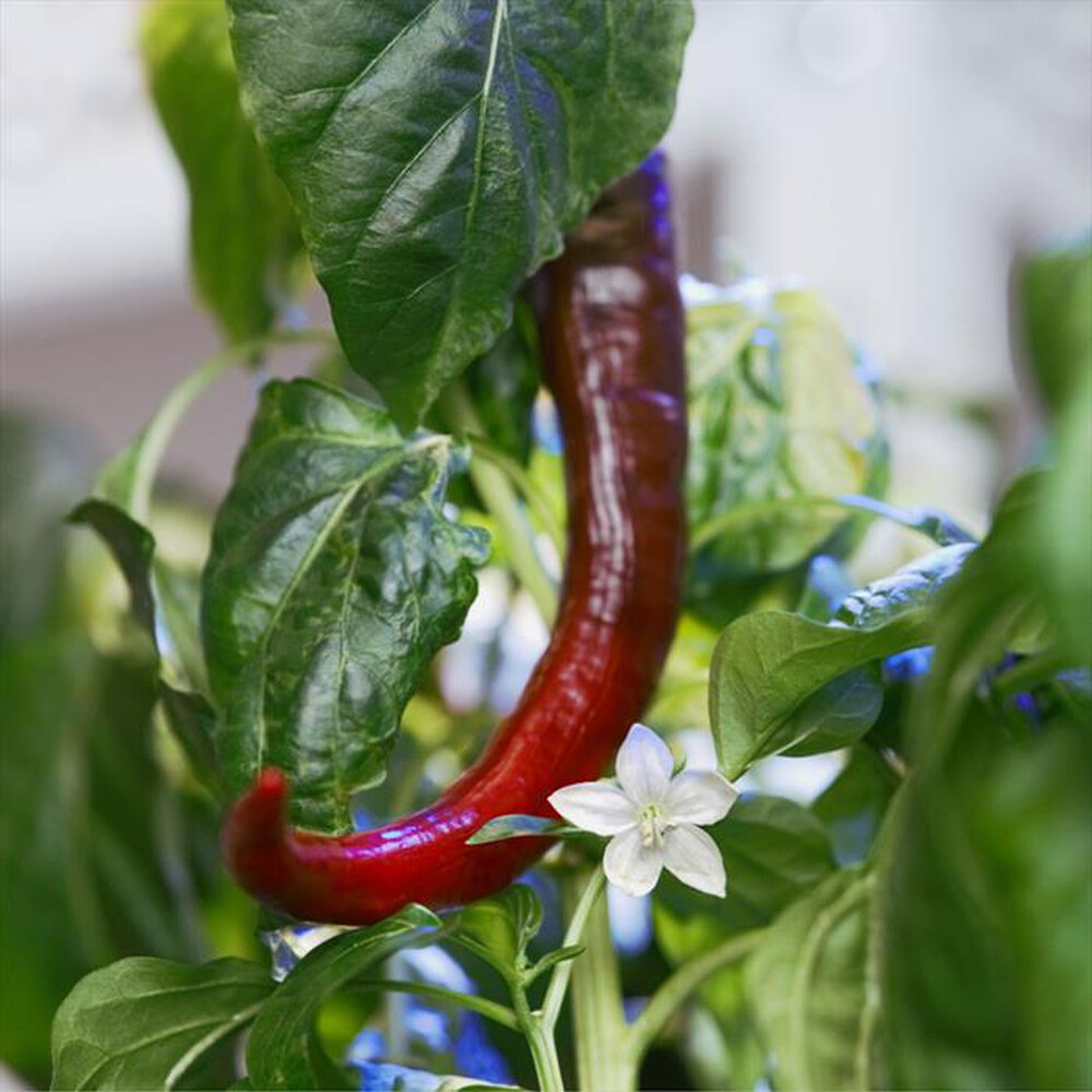 "VERITABLE - Lingots - Peperoncino piccante di Caienna"