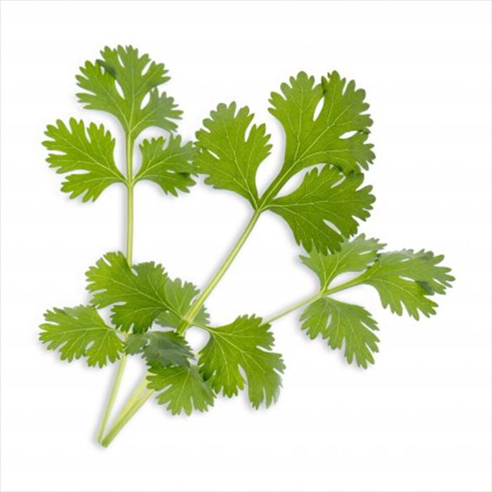 "VERITABLE - Lingots - Coriandolo Bio"