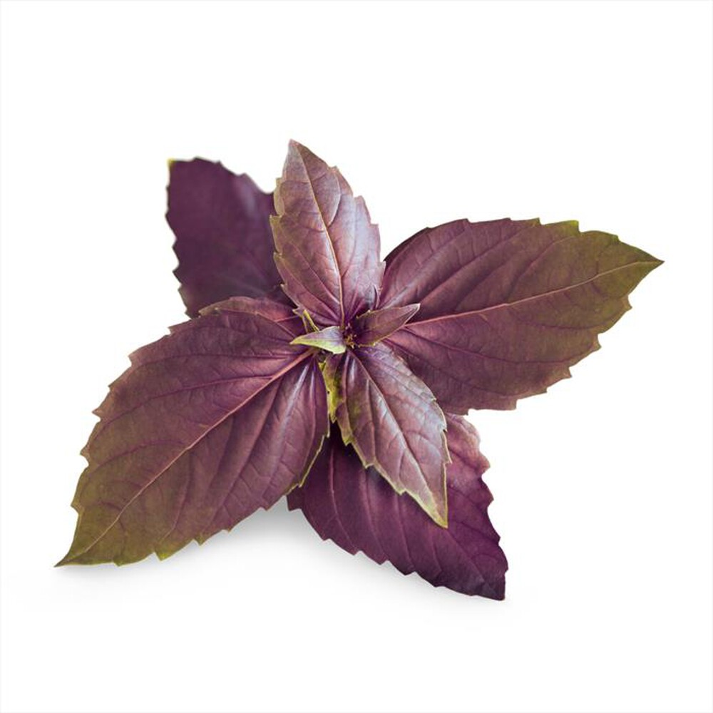Immagine del prodotto VERITABLE - Lingots - Basilico viola Bio