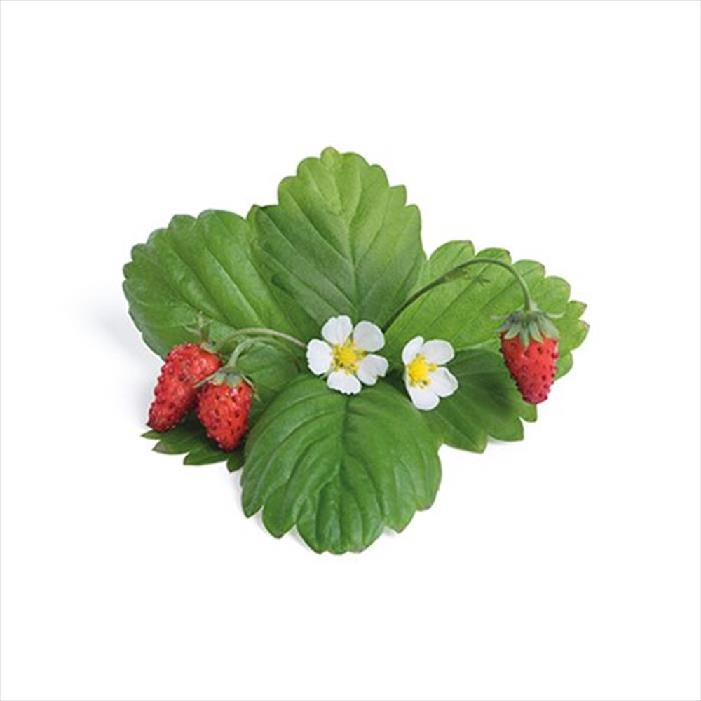 "VERITABLE - Lingots - Fragola rossa selvatica"