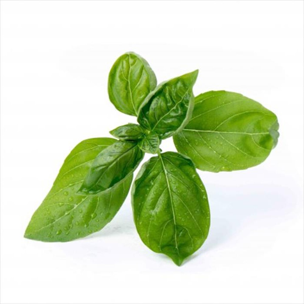 "VERITABLE - Lingots - Basilico Dolce Bio"