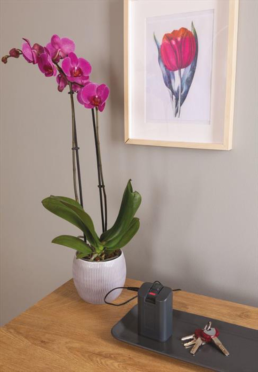 "HOOVER - Aspirapolvere ricaricabile HF522STH-Grigio, Rosso"