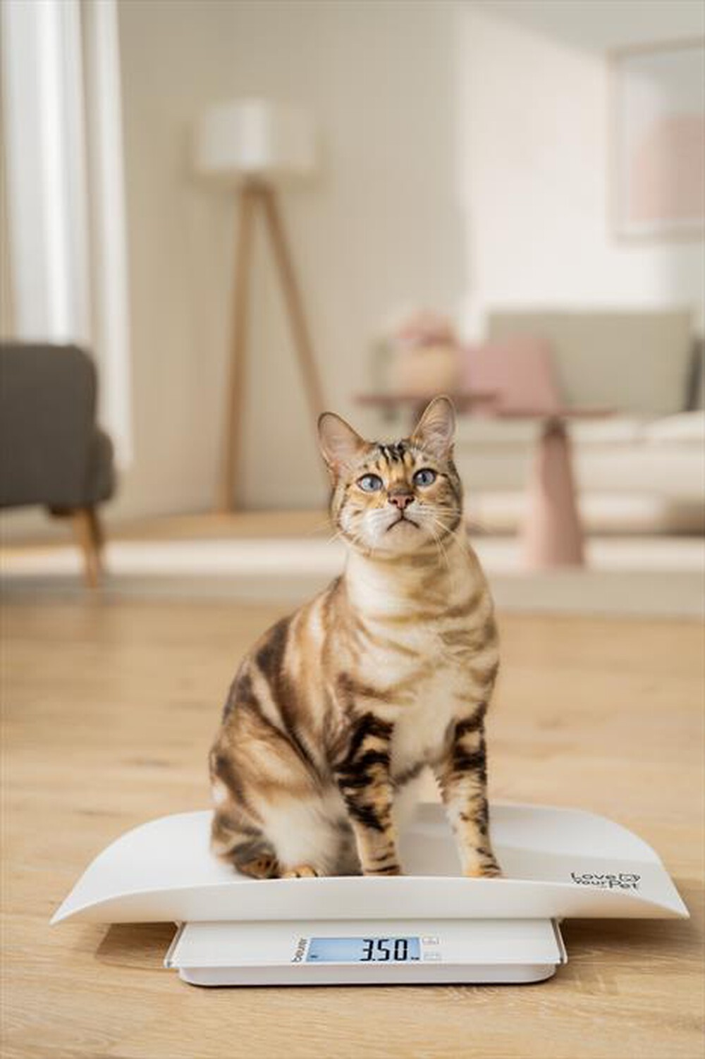 Immagine del prodotto BEURER - Bilancia 2 in 1 pesa-animali PP 170 POLLY-Bianco