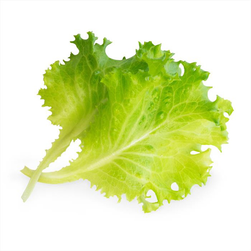 "VERITABLE - Lingots - Lattuga Batavia"