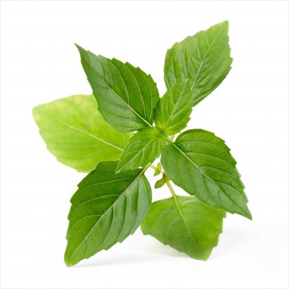 "VERITABLE - Lingots - Basilico Thailandese Bio"