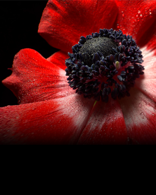 Primo piano di un fiore
